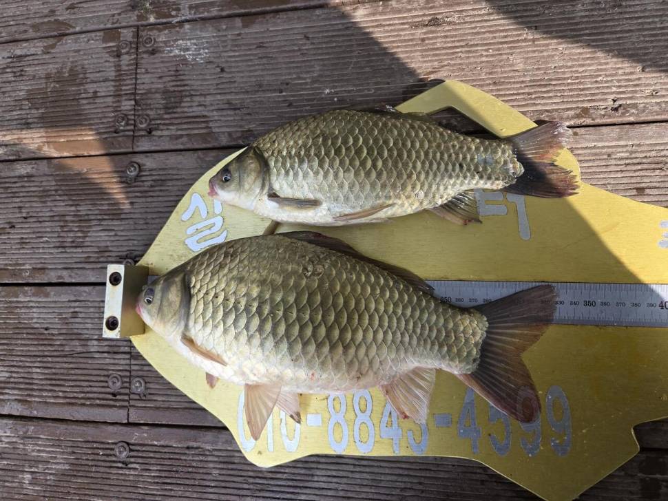 청풍 실리곡낚시터 41cm 조황입니다 (조황조행기 - 충주호조황속보)