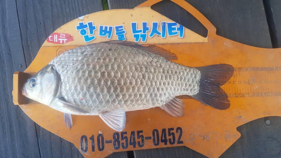 한버들 조황입니다 (조황조행기 - 충주호조황속보)
