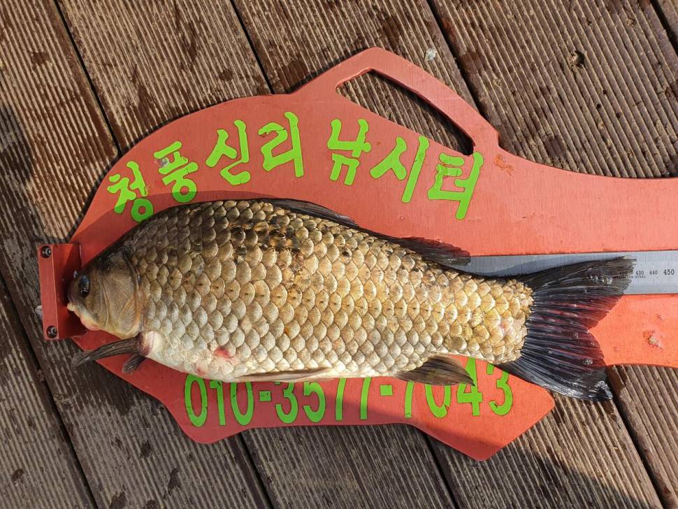 청풍신리낚시터 43cm4짜 4수 조황입니다 (조황조행기 - 충주호조황속보)