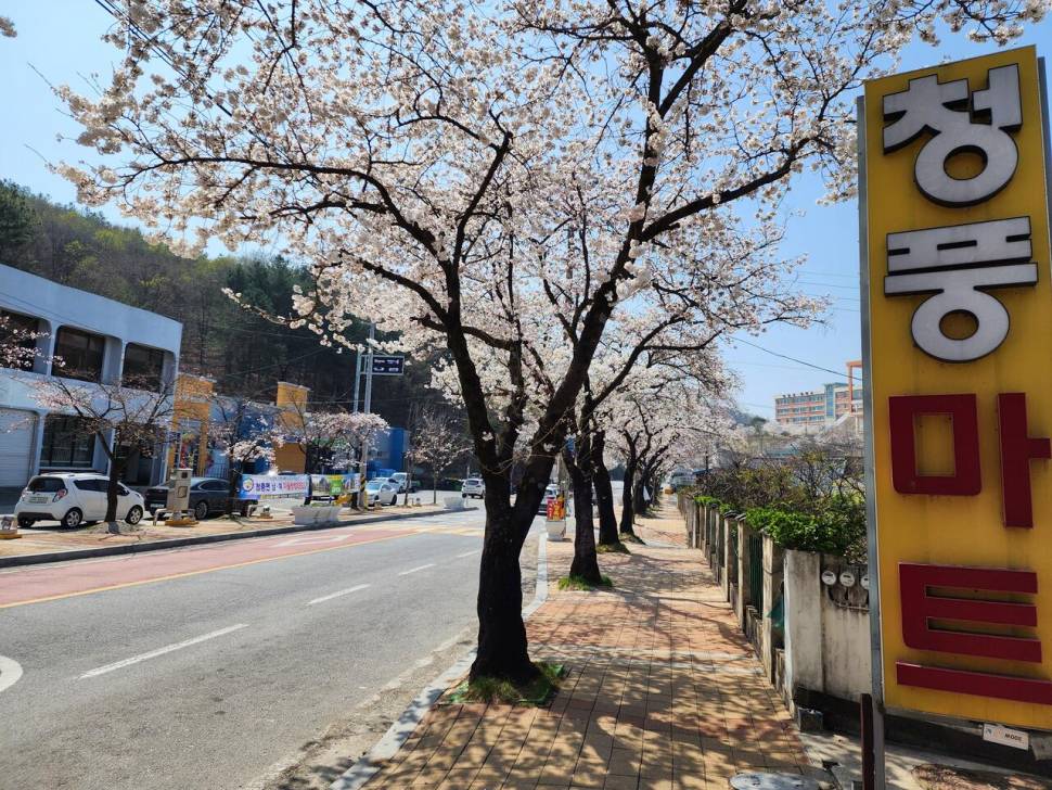 청풍 한버들 허릿급 조황입니다 (조황조행기 - 충주호조황속보)