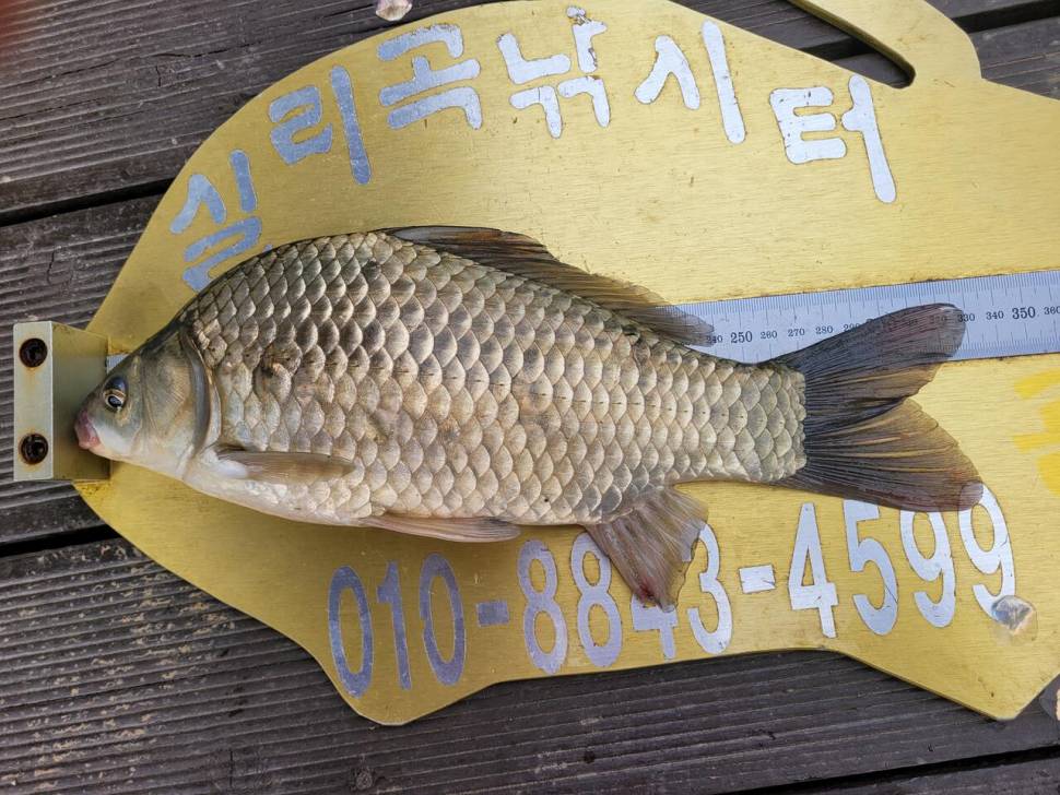 청풍 실리곡낚시터 4짜외 허리급입니다 (조황조행기 - 충주호조황속보)