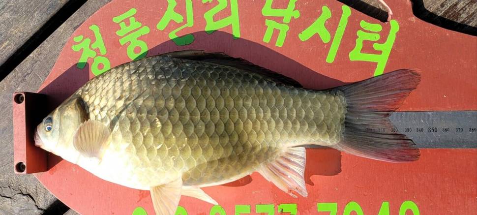 청풍신리낚시터 조황정보입니다 (조황조행기 - 충주호조황속보)
