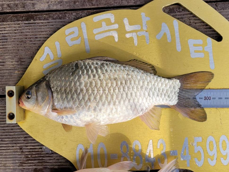 실리곡낚시터 조황입니다 (조황조행기 - 충주호조황속보)