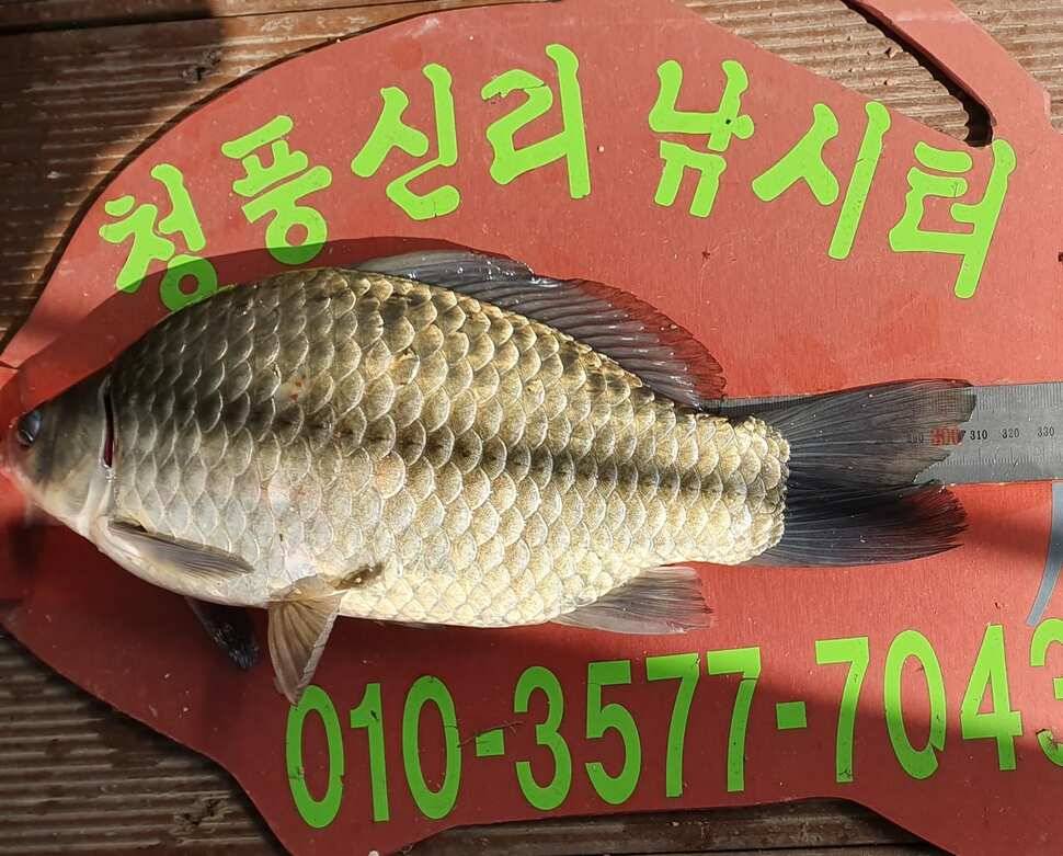 청풍신리낚시터 조황입니다 (조황조행기 - 충주호조황속보)
