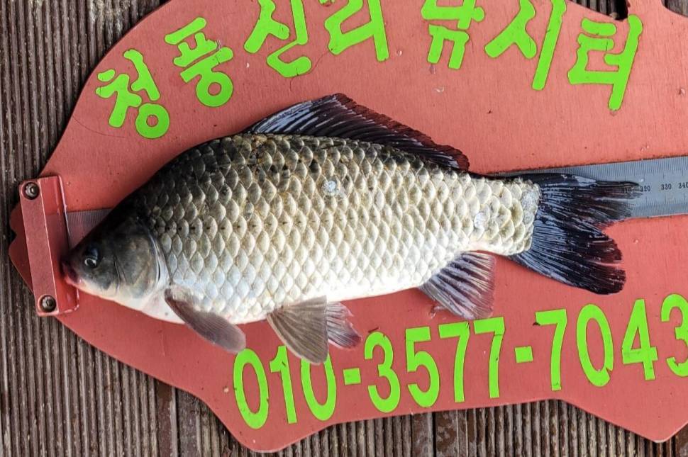 청풍신리낚시터 조황정보입니다 (조황조행기 - 충주호조황속보)