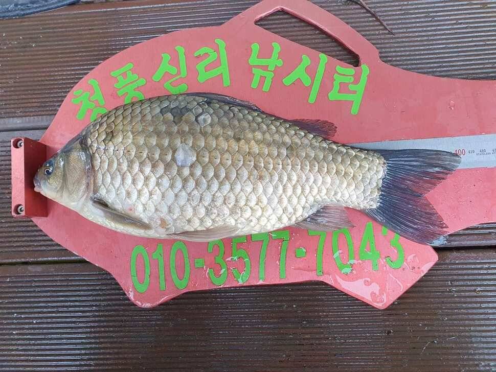 청풍신리낚시터 4짜 조황입니다 (조황조행기 - 충주호조황속보)