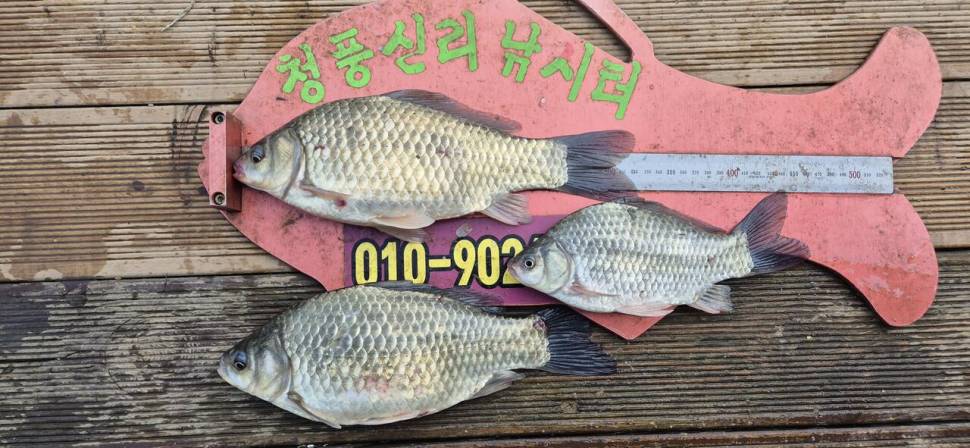 청풍신리낚시터 주말조황입니다 (조황조행기 - 충주호조황속보)