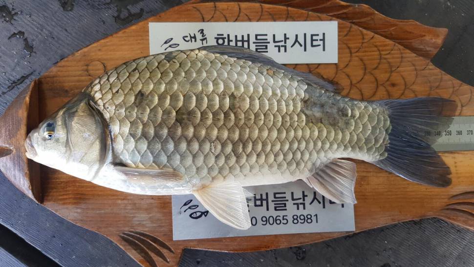 한버들 허릿급 조황입니다 (조황조행기 - 충주호조황속보)