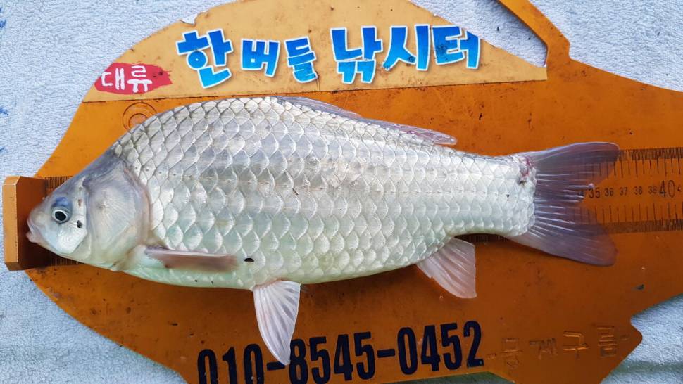 한버들 조황입니다 (조황조행기 - 충주호조황속보)