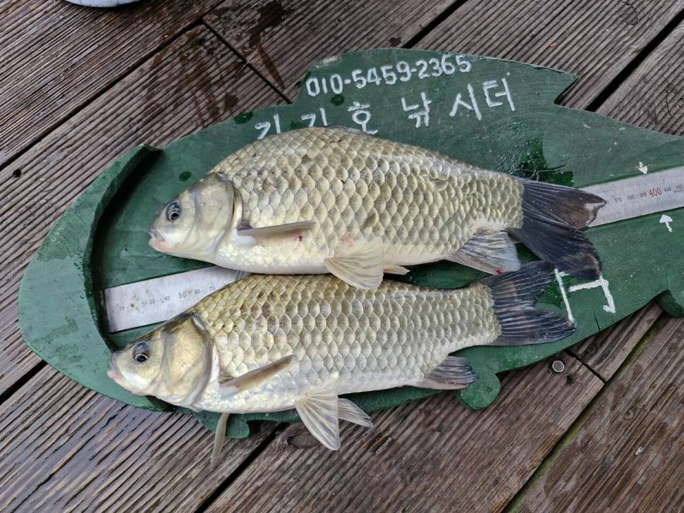 용곡 김기호 낚시터 사짜 조황정보 입니다 (조황조행기 - 충주호조황속보)