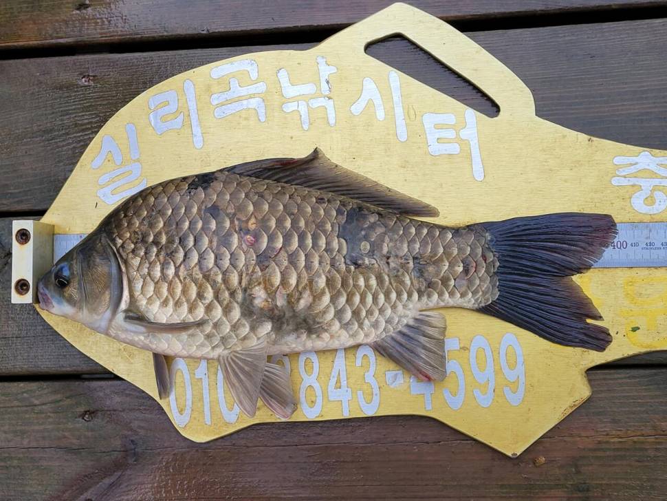 실리곡낚시터 4짜외 허리급입니다 (조황조행기 - 충주호조황속보)