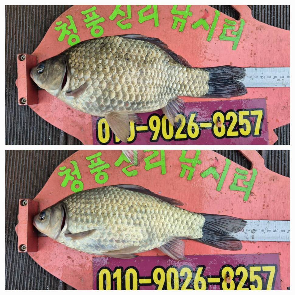 청풍신리낚시터 주말조황입니다 (조황조행기 - 충주호조황속보)