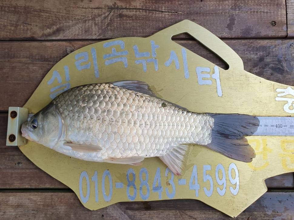 실리곡낚시터 허리급 조황입니다 (조황조행기 - 충주호조황속보)