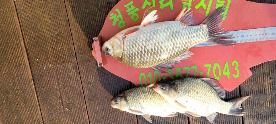 청풍신리낚시터 허리급 조황입니다 (조황조행기 - 충주호조황속보)
