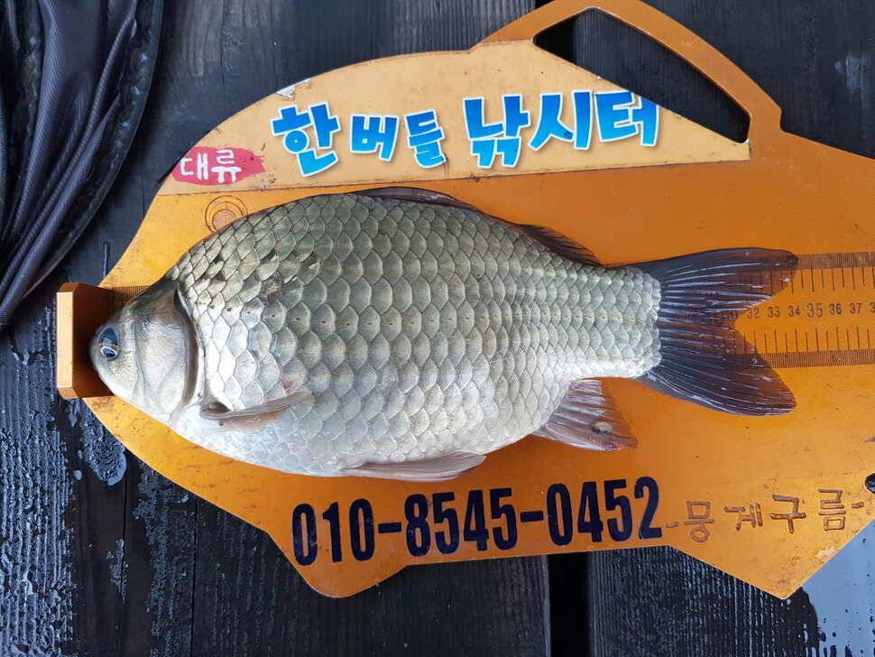 한버들 조황입니다 (조황조행기 - 충주호조황속보)