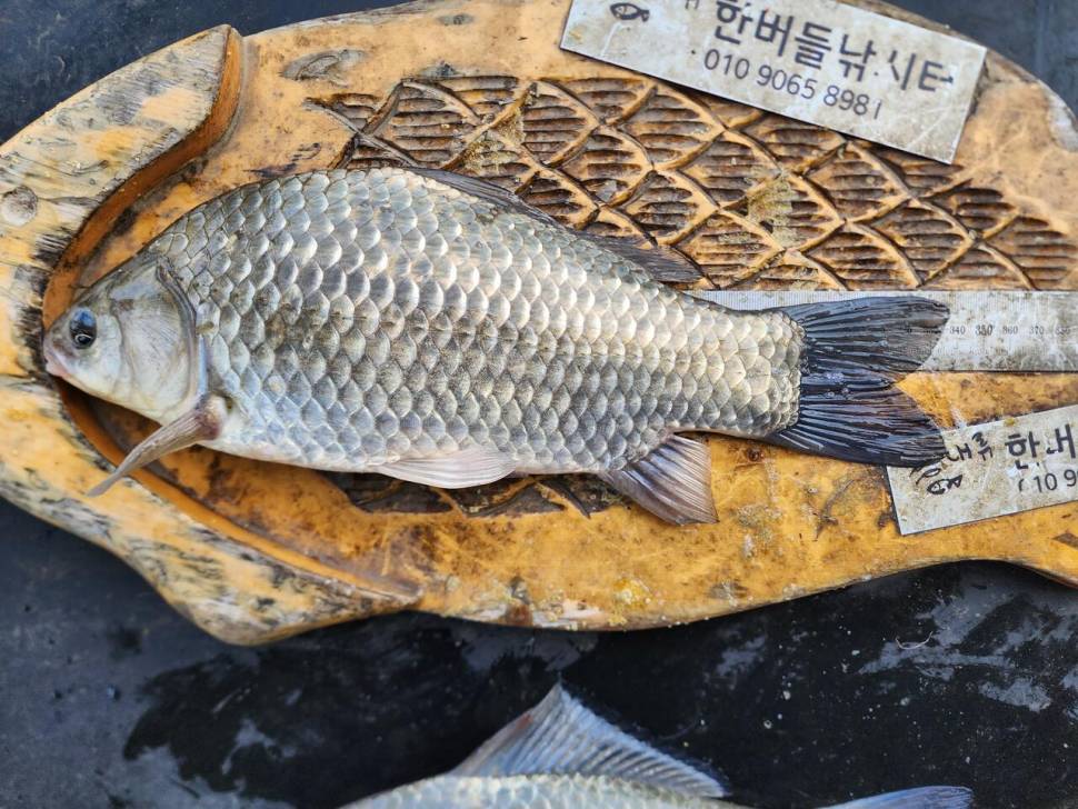 청풍 한버들 허릿급 조황입니다 (조황조행기 - 충주호조황속보)