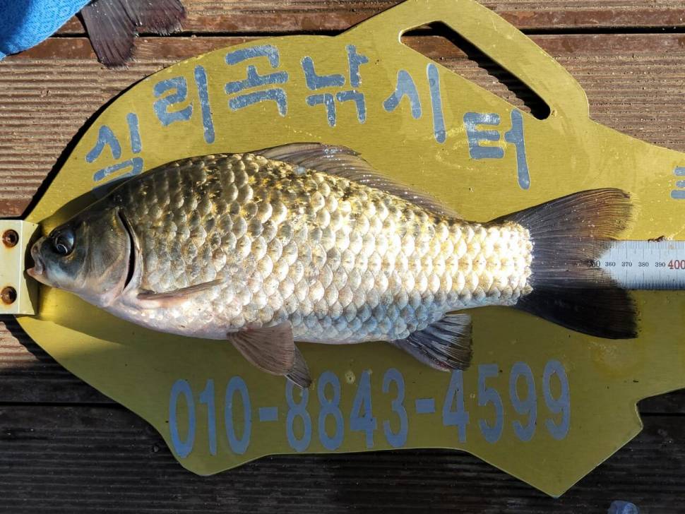 실리곡낚시터 허리급 조황입니다 (조황조행기 - 충주호조황속보)