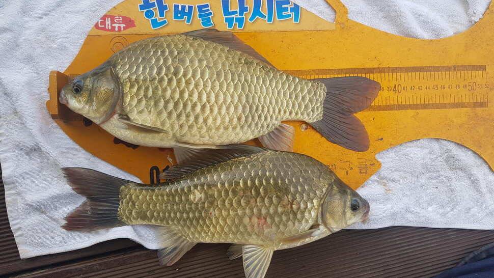 한버들 조황입니다 (조황조행기 - 충주호조황속보)