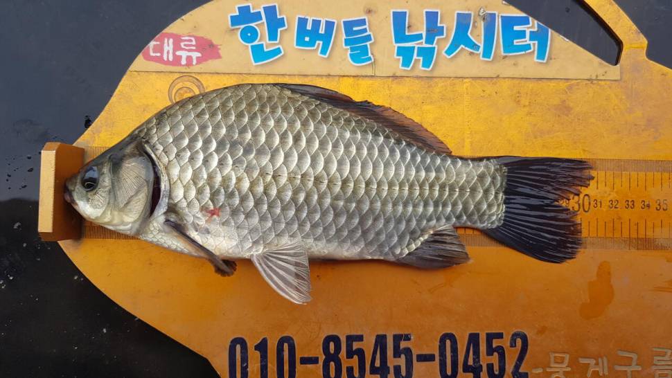 한버들 조황입니다 (조황조행기 - 충주호조황속보)