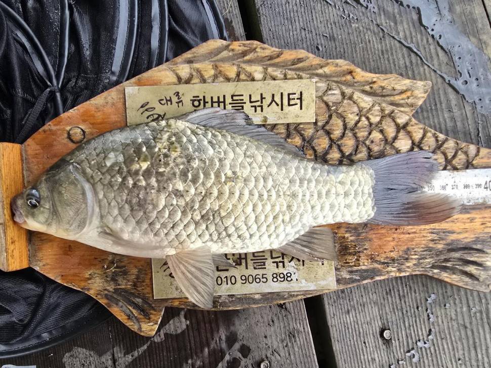 청풍 한버들 조황입니다 (조황조행기 - 충주호조황속보)