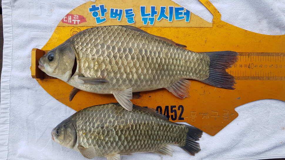 한버들 조황입니다 (조황조행기 - 충주호조황속보)