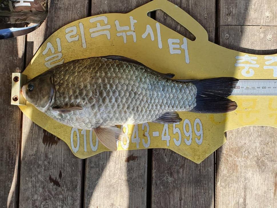 실리곡낚시터 4짜 4수 대박 조황입니다 (조황조행기 - 충주호조황속보)