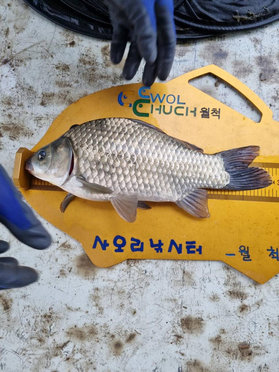 사오리 낚시터 조황정보 (조황조행기 - 충주호조황속보)