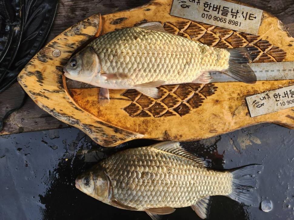 청풍 한버들 대박 조황입니다4짜포함 (조황조행기 - 충주호조황속보)