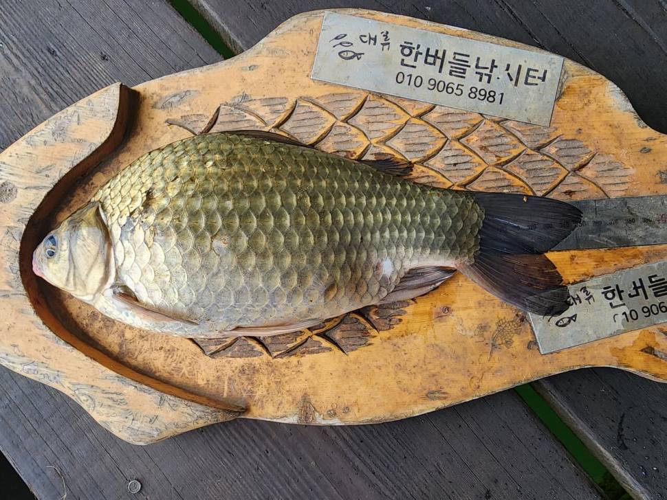 청풍 한버들 허릿급 조황입니다 (조황조행기 - 충주호조황속보)