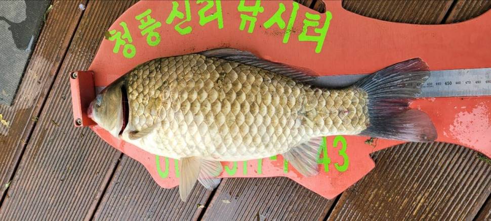 청풍신리낚시터 44cm4짜외 허리급입니다 (조황조행기 - 충주호조황속보)