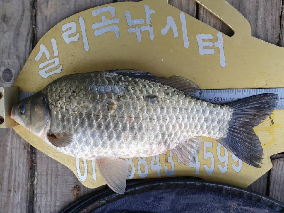 실리곡낚시터 허리급 조황입니다 (조황조행기 - 충주호조황속보)