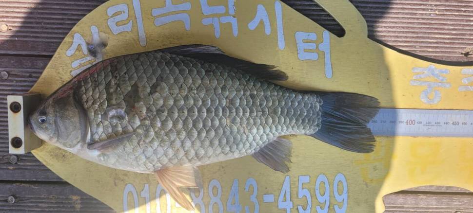 청풍 실리곡낚시터 허리급입니다 (조황조행기 - 충주호조황속보)