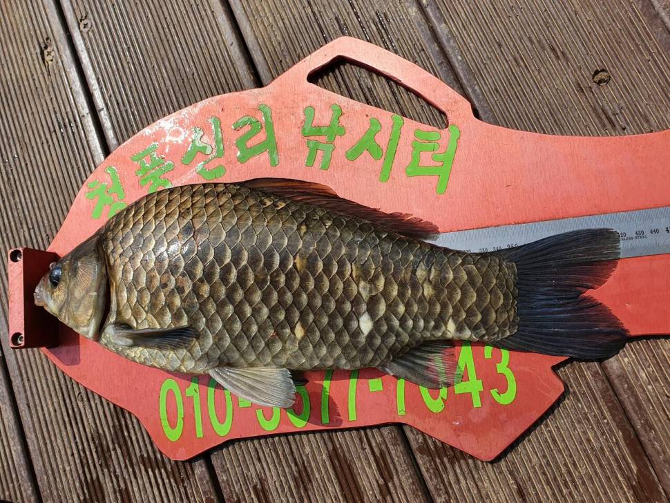 청풍신리낚시터 4짜 5수허리급 2수 조황입니다 (조황조행기 - 충주호조황속보)