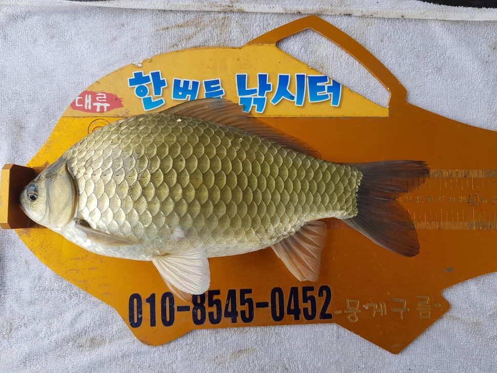 한버들 조황입니다 (조황조행기 - 충주호조황속보)