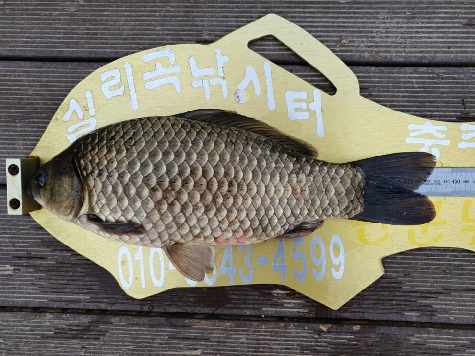 실리곡낚시터 43cm 허리급 조황입니다 (조황조행기 - 충주호조황속보)
