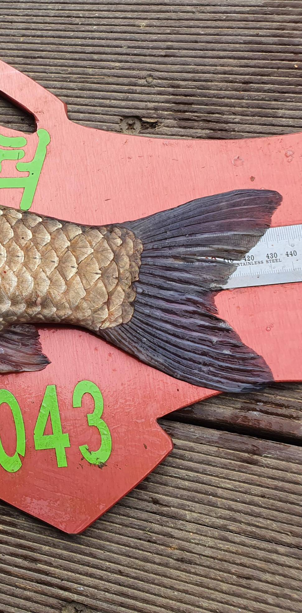 청풍신리낚시터 443cm 조황입니다 (조황조행기 - 충주호조황속보)