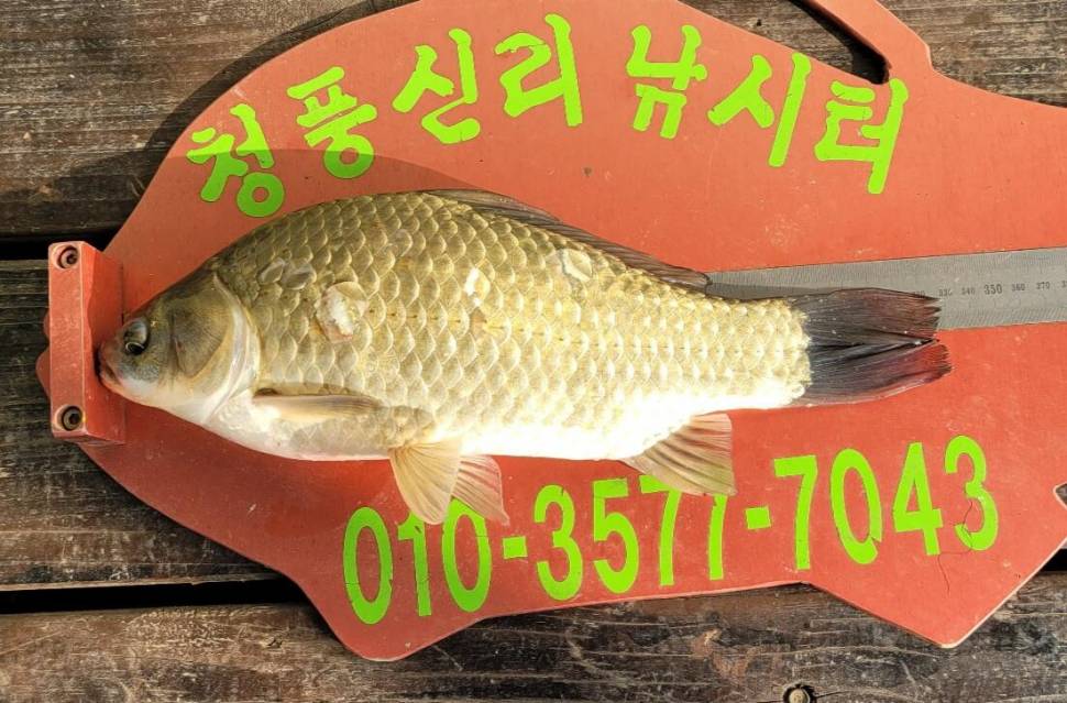 청풍신리낚시터 허리급입니다 (조황조행기 - 충주호조황속보)