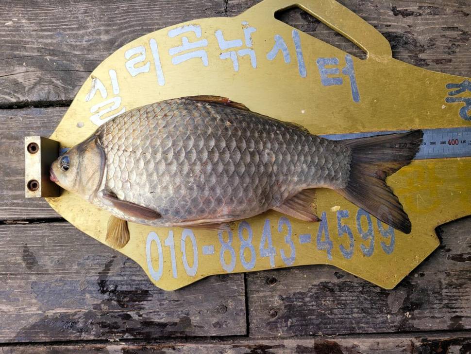청풍실리곡낚시터 허리급 조황입니다 (조황조행기 - 충주호조황속보)