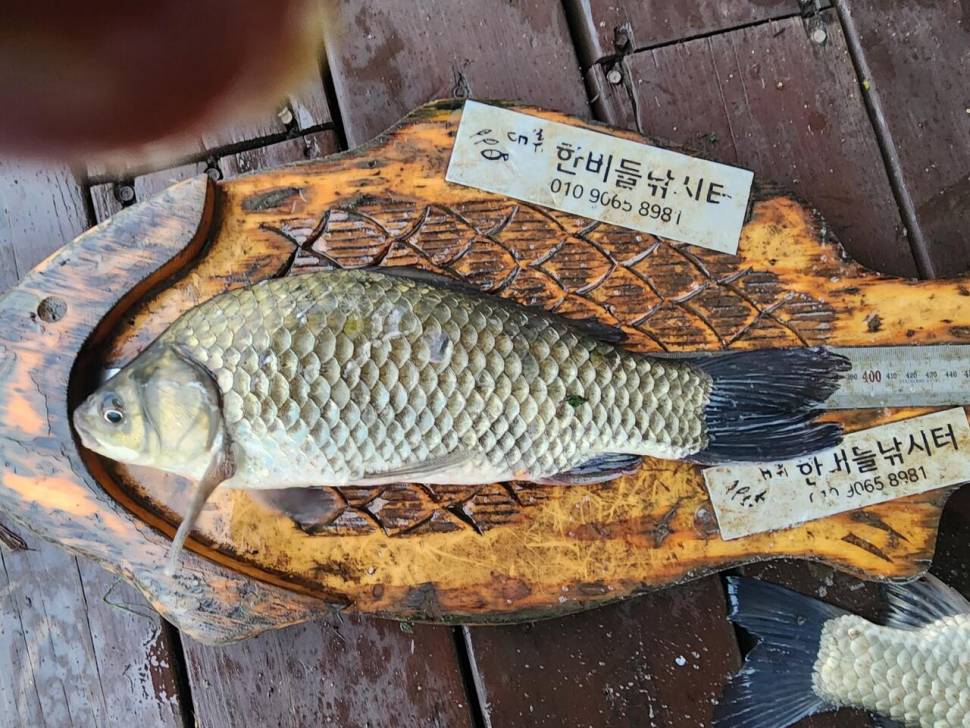 청풍 한버들 4짜4짜4짜및 초대박 조황입니다 (조황조행기 - 충주호조황속보)