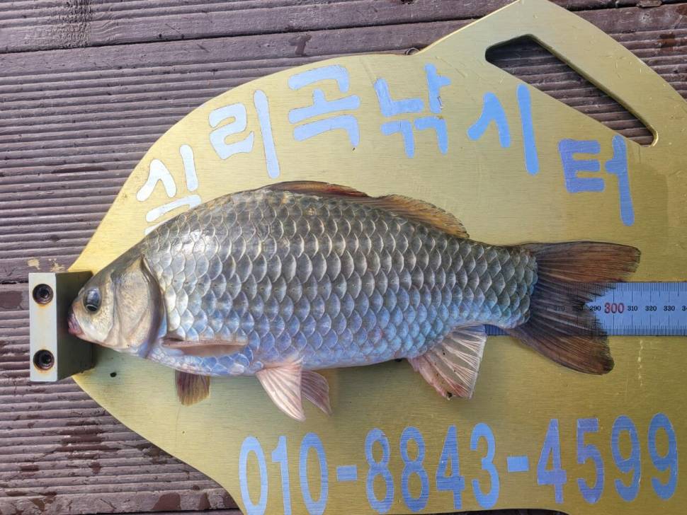 실리곡낚시터 조황입니다 (조황조행기 - 충주호조황속보)