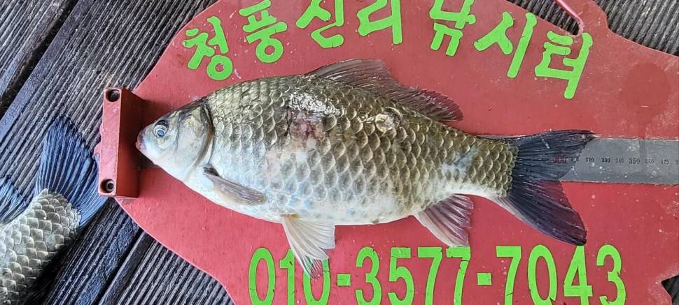 청풍신리낚시터 조황정보입니다 (조황조행기 - 충주호조황속보)