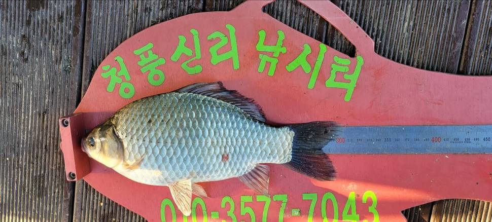 청풍신리낚시터 조황정보입니다 (조황조행기 - 충주호조황속보)
