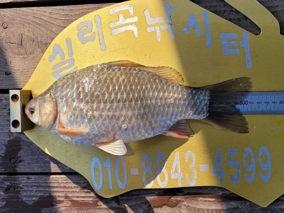 실리곡낚시터 조황입니다 (조황조행기 - 충주호조황속보)