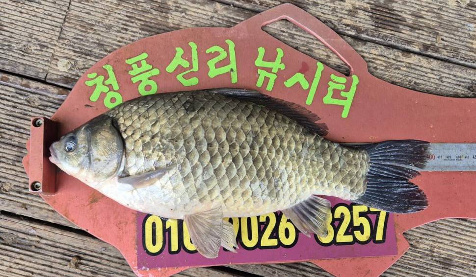청풍신리낚시터 주말조황입니다 (조황조행기 - 충주호조황속보)