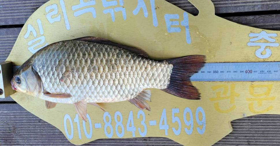 실리곡낚시터 조황입니다 (조황조행기 - 충주호조황속보)