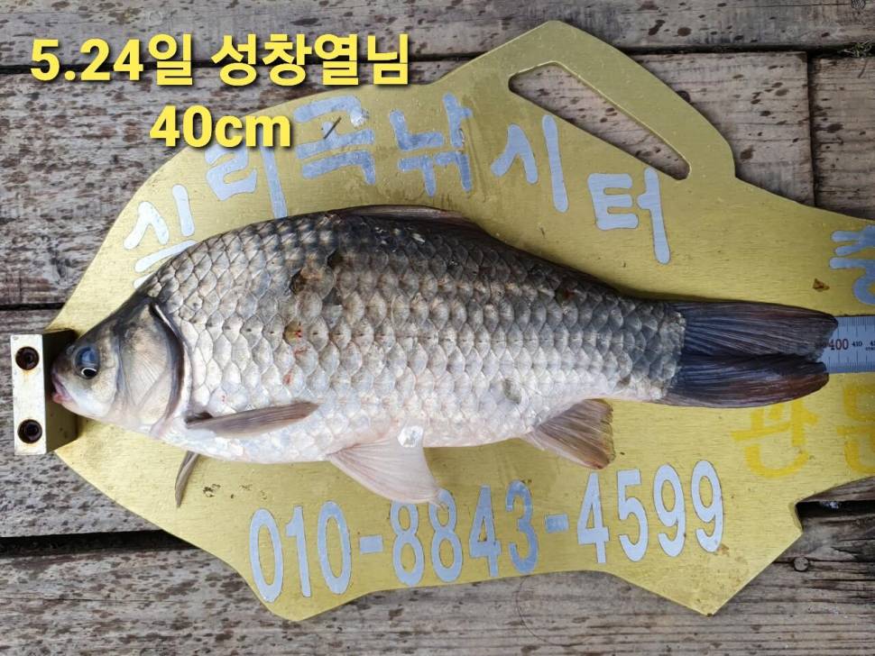실리곡낚시터 44cm 대물 조황입니다 (조황조행기 - 충주호조황속보)