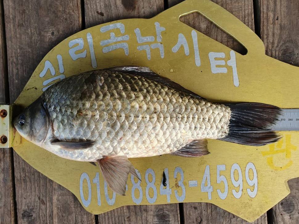 실리곡낚시터 허리급 조황입니다 (조황조행기 - 충주호조황속보)