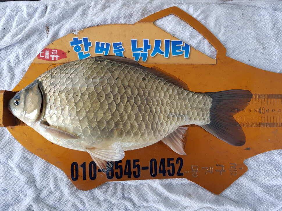 한버들 조황입니다 (조황조행기 - 충주호조황속보)