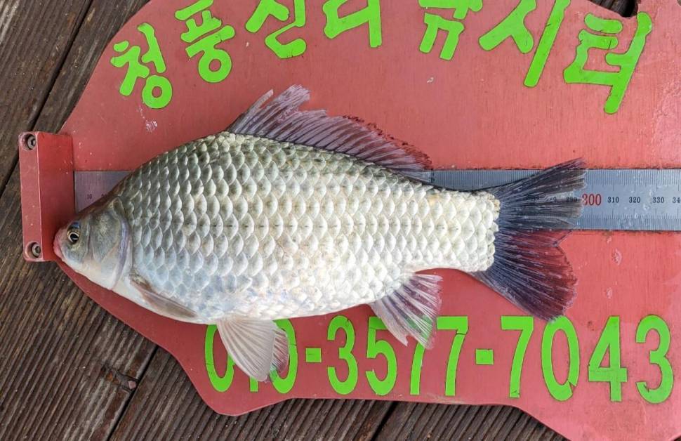 청풍신리낚시터 조황정보입니다 (조황조행기 - 충주호조황속보)