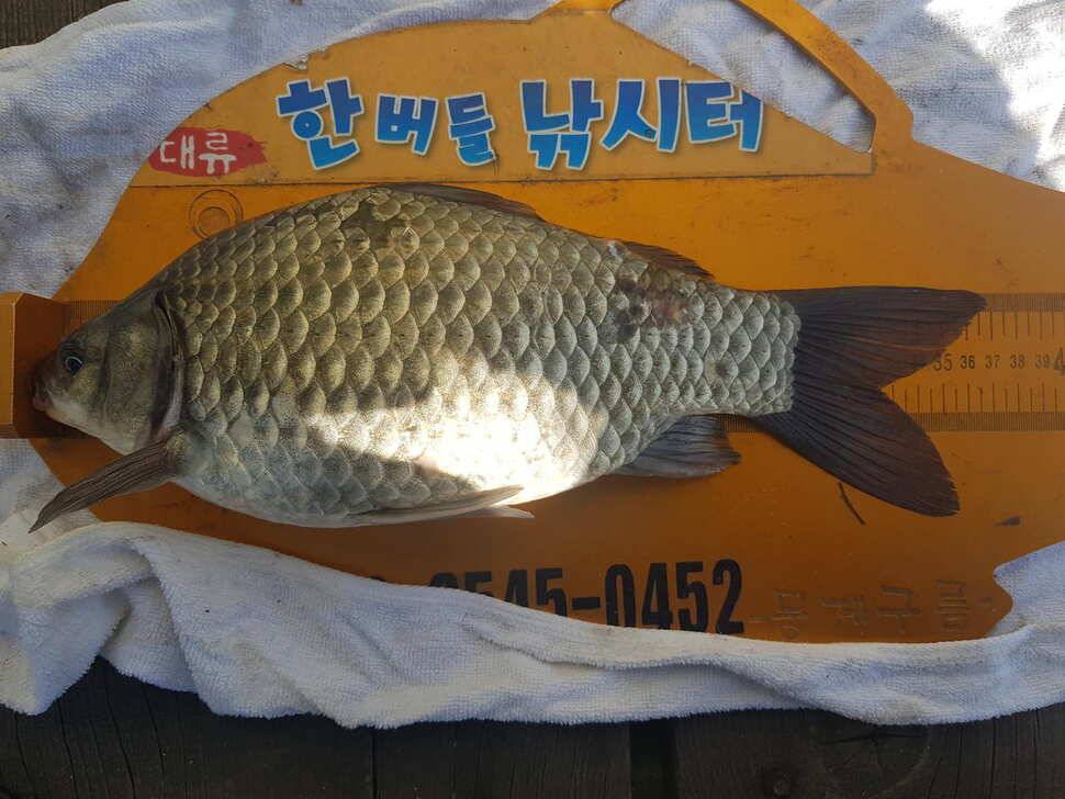 한버들 조황입니다 (조황조행기 - 충주호조황속보)